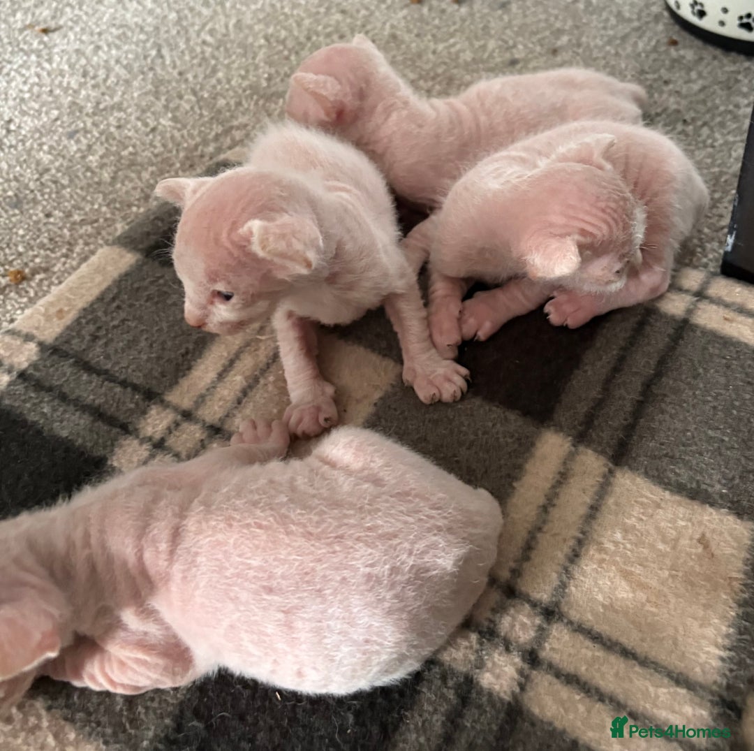 Sphynx cats for sale: Sphynx Kittens - Image 6