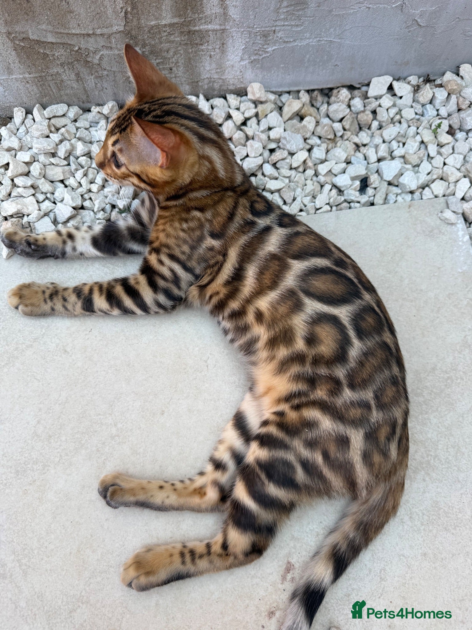 Bengal cats ✨ READY NOW - Pedigree Bengal Kitten Boy✨ - Advert 8