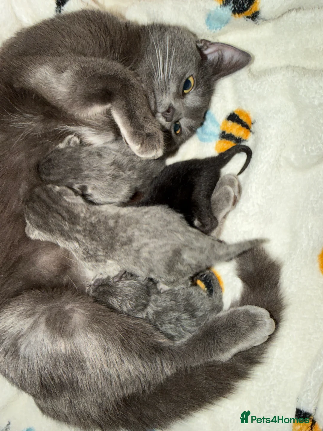 Mixed Breed cats for sale: Kittens in Hull - Advert 1