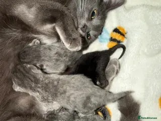 Mixed Breed cats Kittens - Advert 1