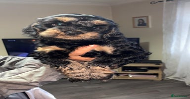 Cockapoo dogs - Advert 3