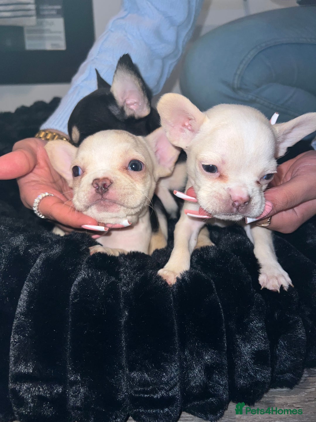 French Bulldog dogs for sale: French Bulldogs - Advert 4