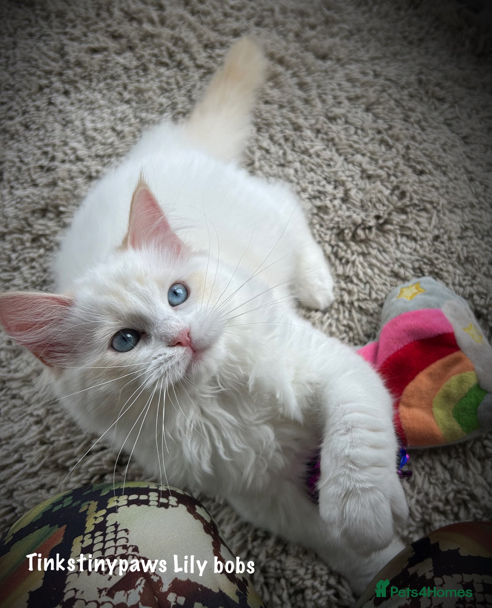 Ragdoll cats RED BICOLOUR FEMALE RAGDOLL  - Advert 1