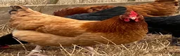 Chickens poultry for sale: Beautiful hybrid hens POL - Advert 9