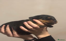 Rottweiler dogs for sale: Rottweiler puppies - Image 17