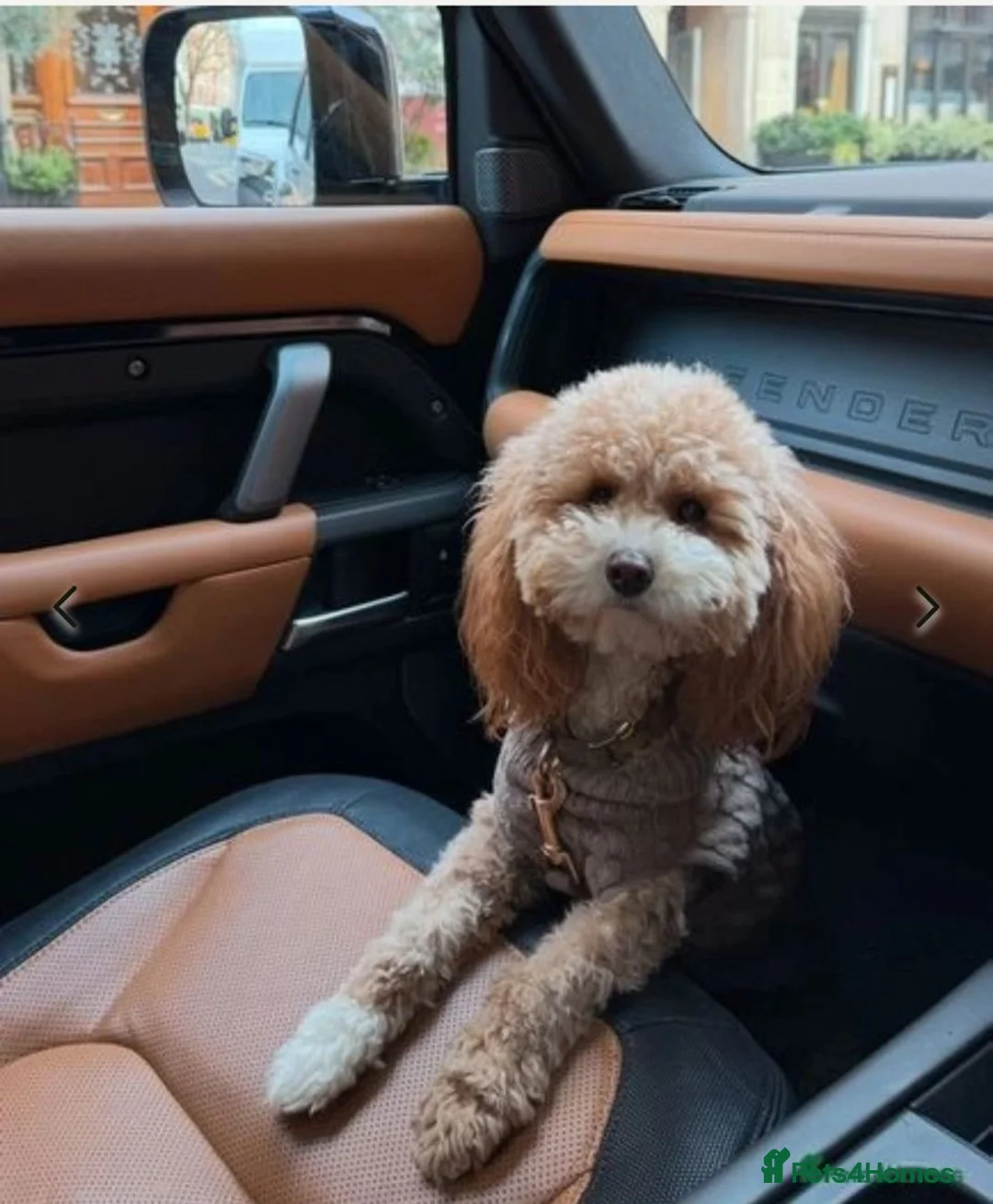 Toy Poodle dogs for sale: Stunning Female toy poodle  - Advert 1
