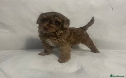 Cockapoo dogs for sale: Chocolate merl Cockapoo puppies  - Image 3