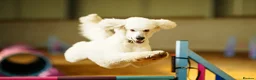 Standard Poodle dogs for stud: White Standard Poodle For Stud - Advert 7