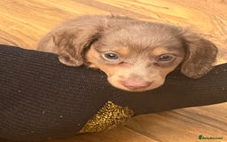 Miniature Dachshund dogs for sale: Mini longhaired Isabella/tan Dachshunds VACCINATED - Image 16