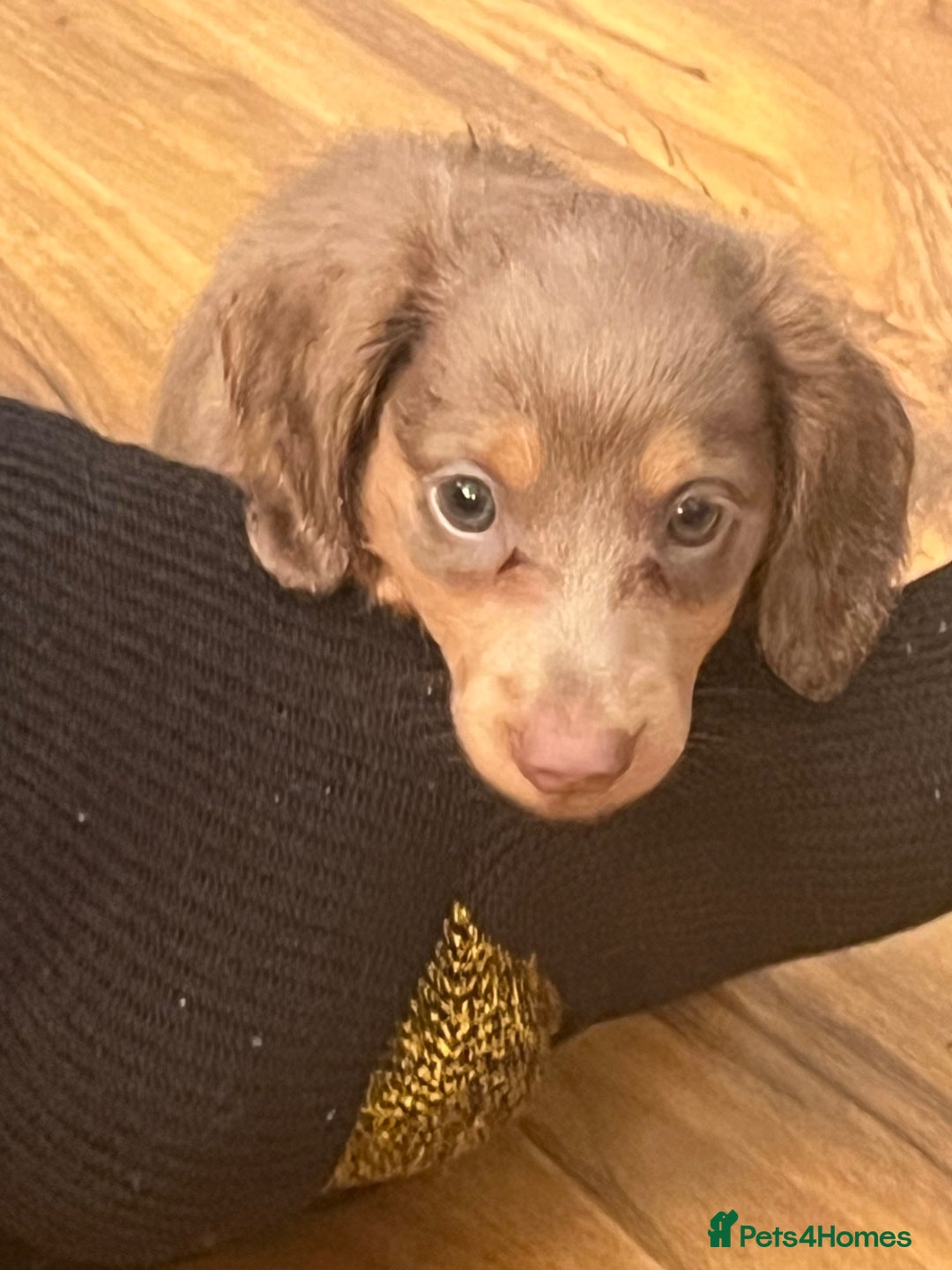 Miniature Dachshund dogs for sale: Mini longhaired Isabella/tan Dachshunds VACCINATED - Image 16