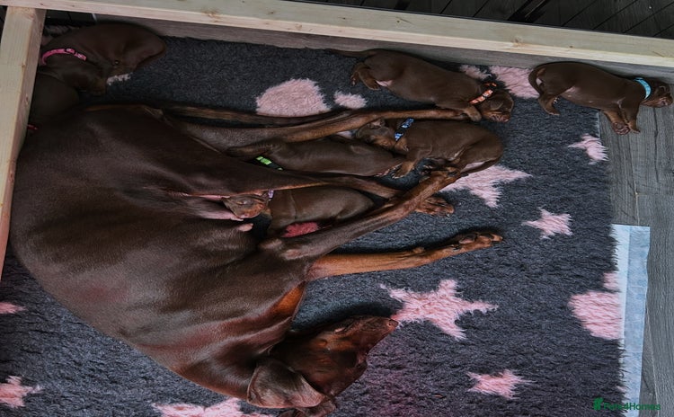 Dobermann dogs - Advert 5