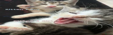 Mixed Breed Kitten 3