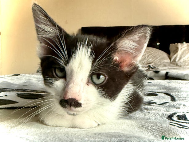 Mixed Breed cats Black and white male kitten - Advert 12
