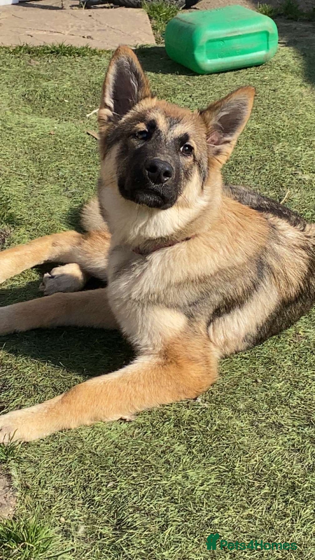 Mixed Breed dogs for sale: Alaskan shepherd  - Advert 10