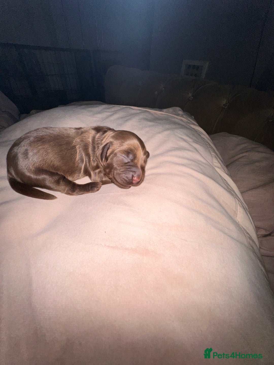 Cockapoo dogs for sale: Beautiful Cockerpoo puppies - Image 22