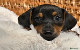 Mixed Breed dogs for sale: Stunning daxijacks ready now  - Image 2