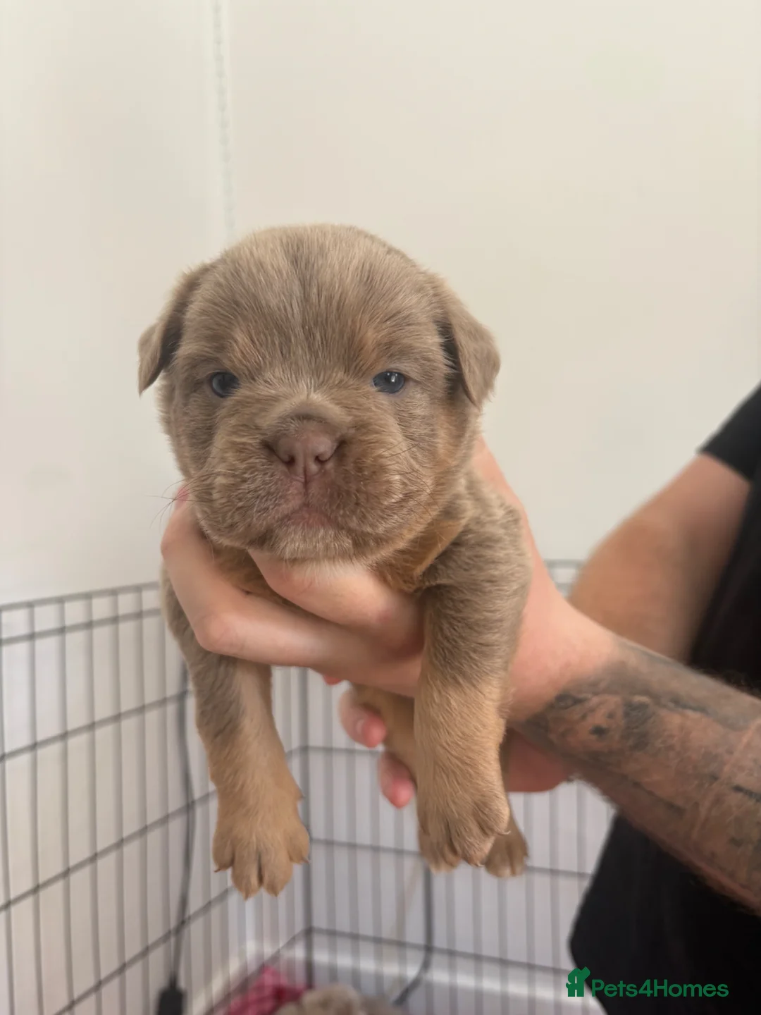 Old Tyme Bulldog dogs for sale: Old Tyme bulldog pups - Advert 2