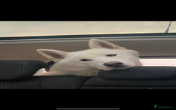 Siberian Husky dogs for sale: Simba - Image 3