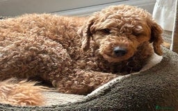 Miniature Poodle dogs for sale: Frederick Seeks a Home - Image 4
