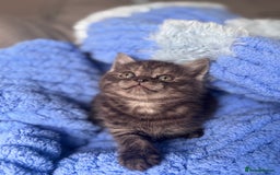 British Shorthair cats for sale: British shorthair kittens ready to leave now!! - Image 3