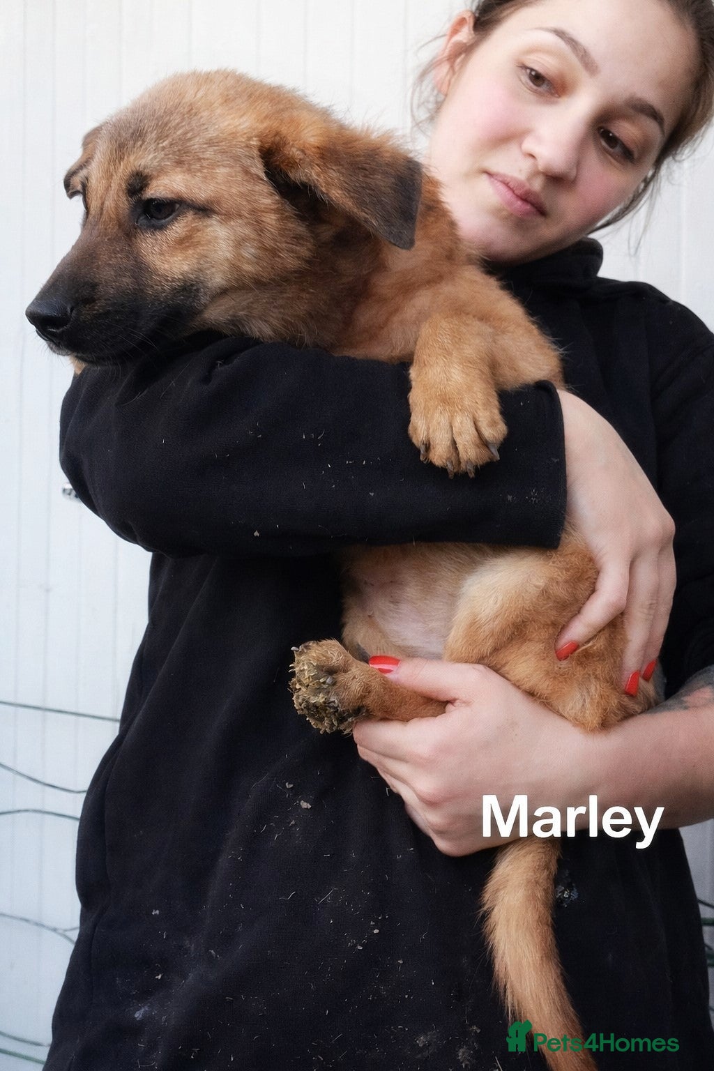 Mixed Breed dogs 💖 MARLEY – a lovely boy with a gentle soul 💖 - Advert 2