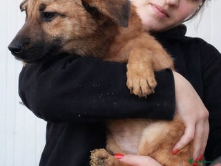 Mixed Breed dogs 💖 MARLEY – a lovely boy with a gentle soul 💖 - Advert 2