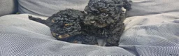 Toy Poodle dogs for sale:  female toy poodle pups. Health tested parents  - Advert 26