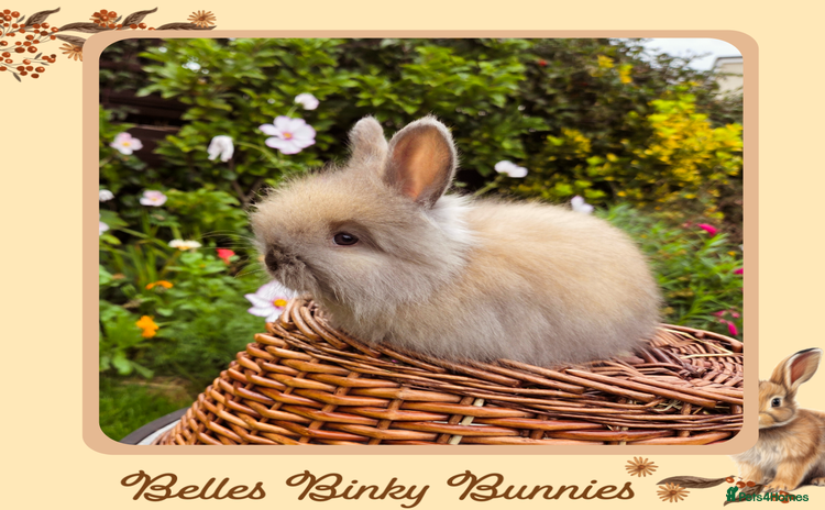 Angora rabbits - Advert 10