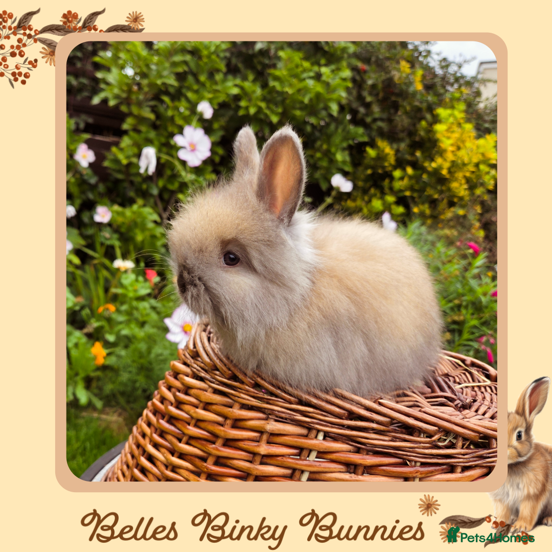 French Angora Rabbit Price Giant Rabbit Fluffiest Angora Rabbit