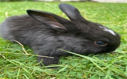 Rex rabbits for sale: 3 adorable bunnies for sale  - Image 1