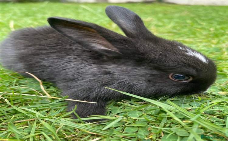 Rex rabbits - Advert 2
