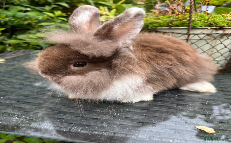 Lionhead rabbits - Advert 1