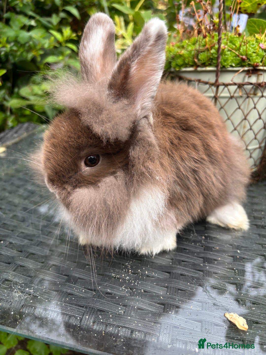 Lionhead rabbits for sale: Adorable lion head x mini lop - Image 1