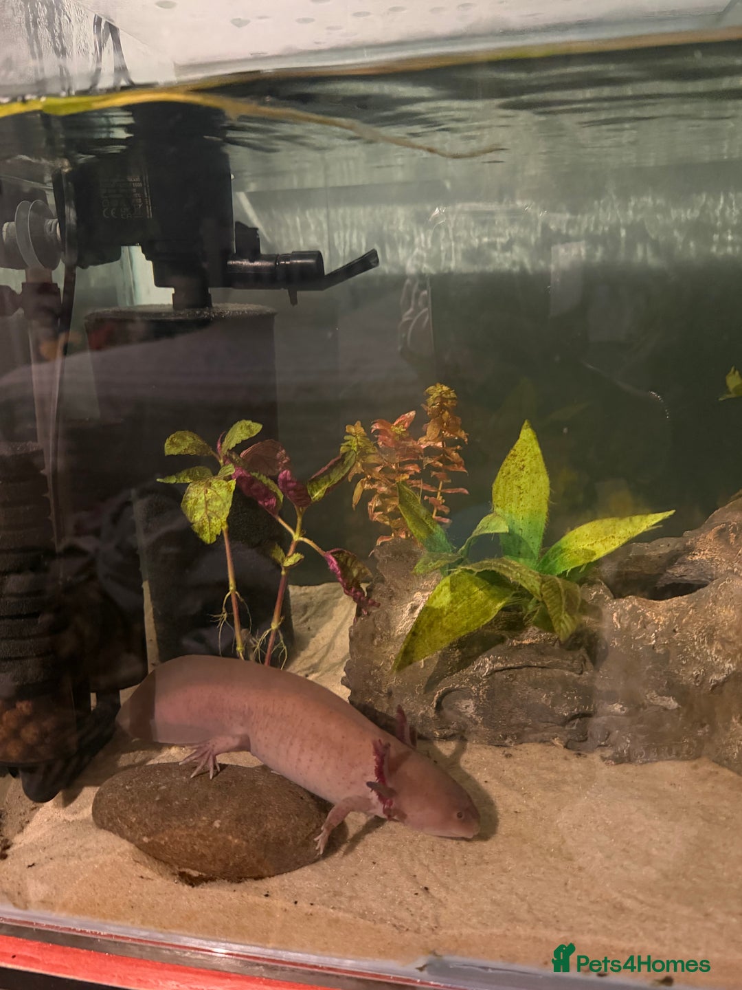 Axolotl reptiles for sale: Axolotl rehoming - Advert 2