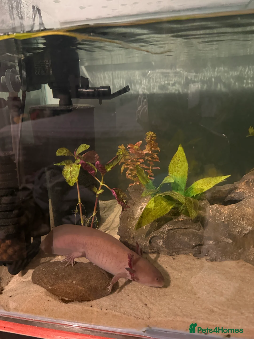 Axolotl reptiles for sale: Axolotl rehoming - Advert 2