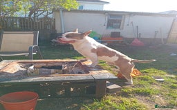 Mixed Breed dogs for sale: French bulldog cross pocket bully - Image 11