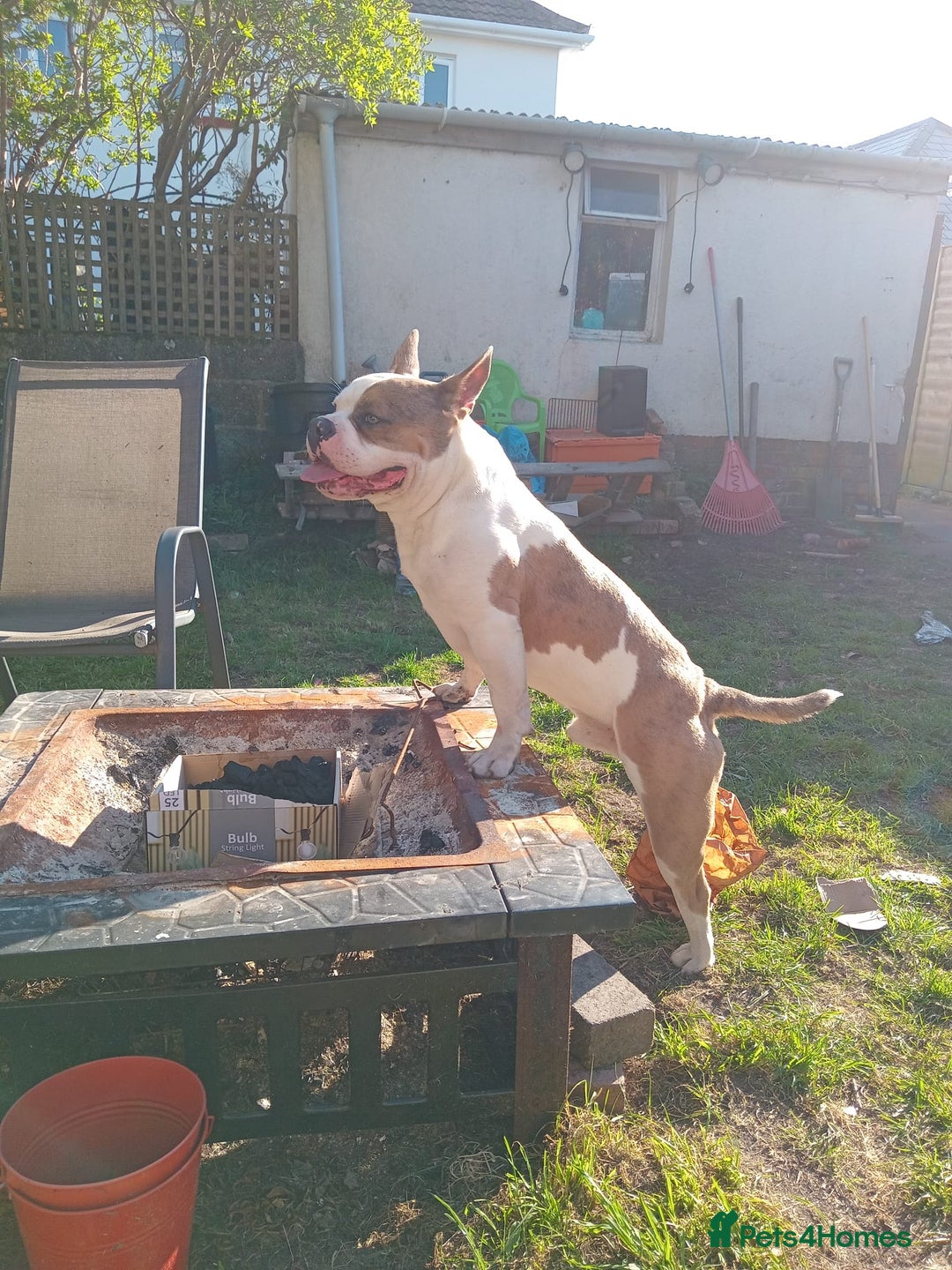 Mixed Breed dogs for sale: French bulldog cross pocket bully - Image 11