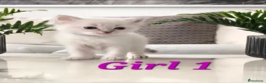 Ragdoll Kitten Girl 1