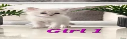 Ragdoll cats for sale: 🤍Pure Ragdoll Blue Point & Lynx Kittens Available - Advert 5