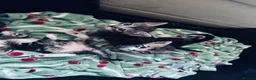 Mixed Breed cats for sale: Adorable Kittens Looking for Their Homes  in Waltham Abbey - Advert 3