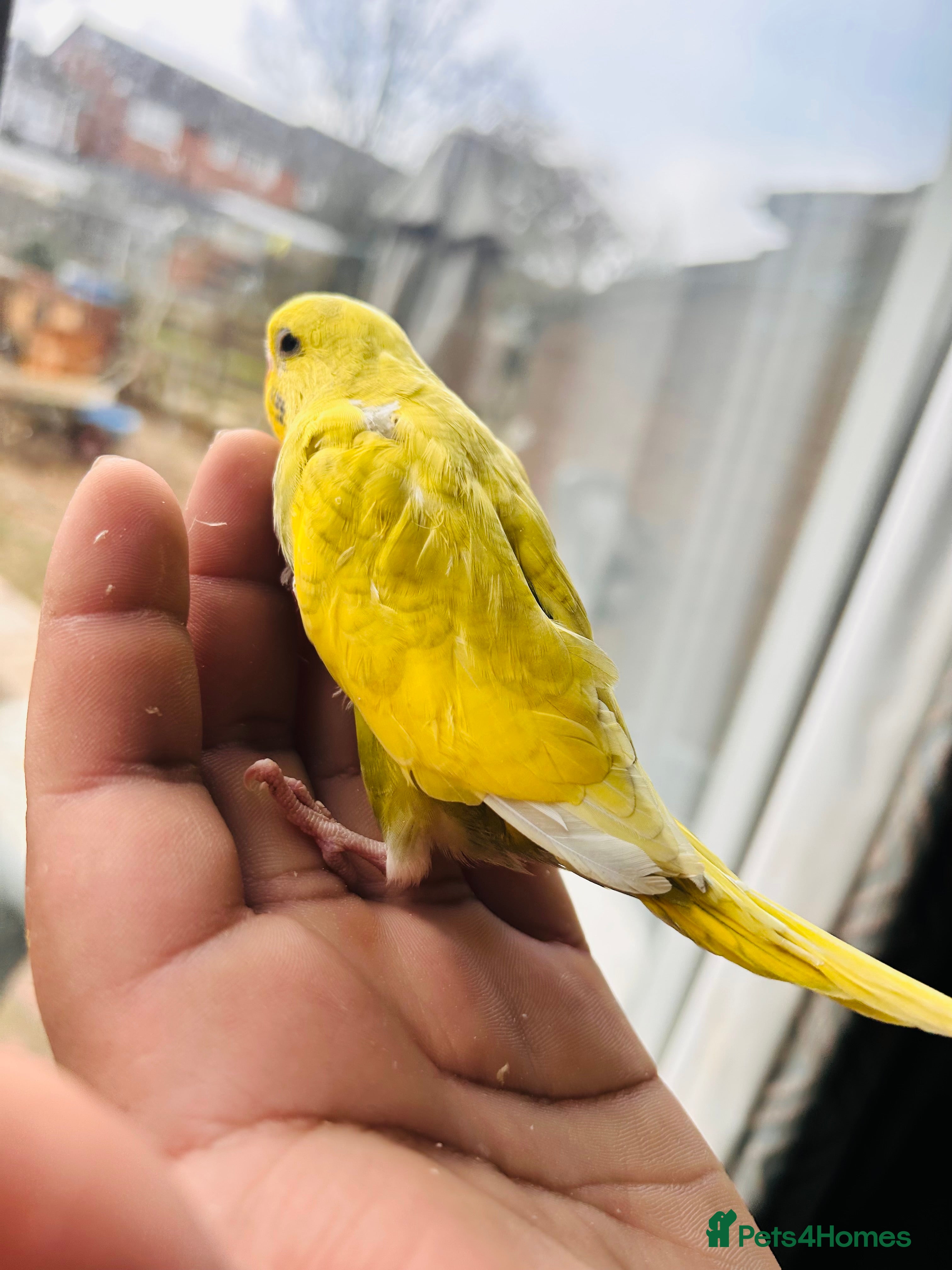 Budgerigars birds Adorable Handreared  baby budgies  - Advert 5