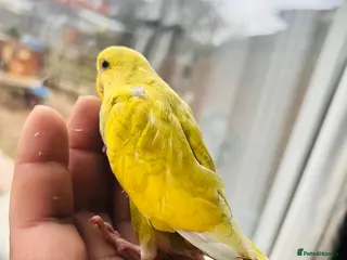 Budgerigars birds Adorable Handreared baby budgies - Advert 5