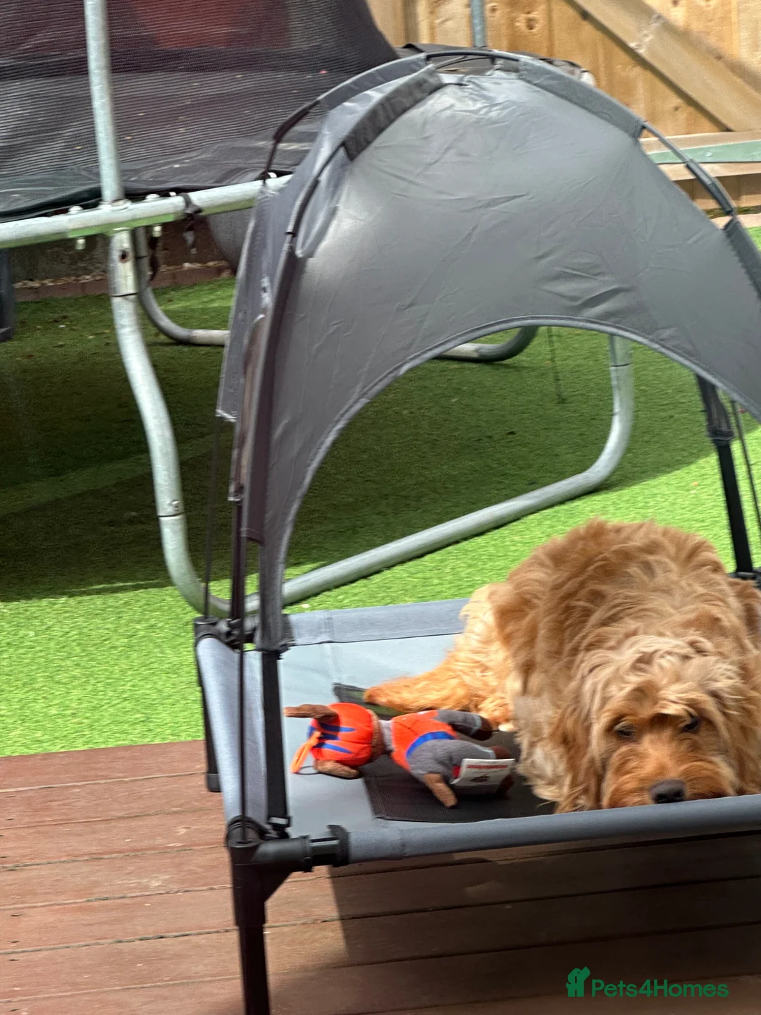 Mixed Breed dogs for sale: Daisy the cockapoo/ Cavapoo puppy  in Southampton - Advert 6