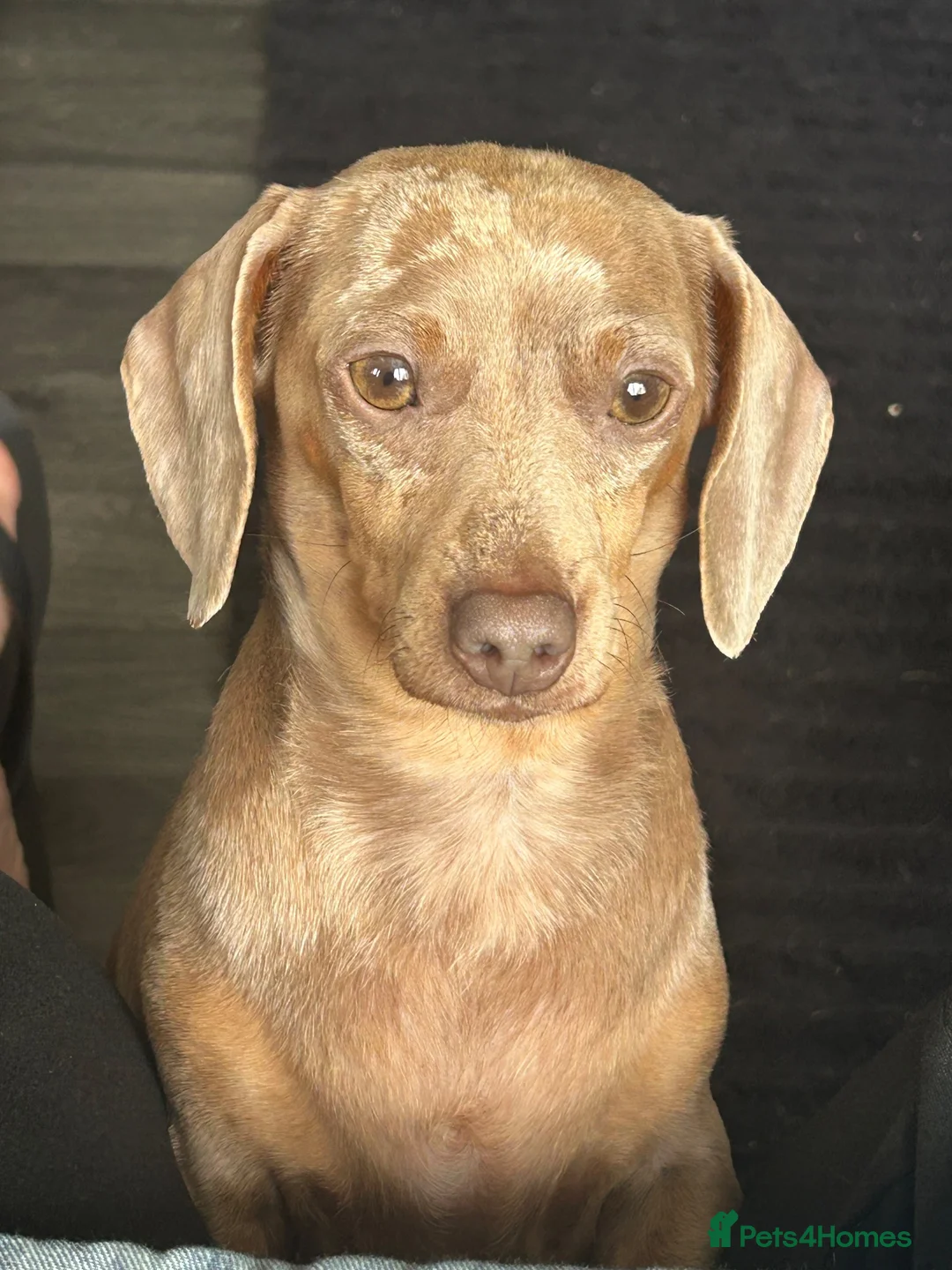 Miniature Dachshund dogs for sale: 3 year old dachshund female  - Advert 2