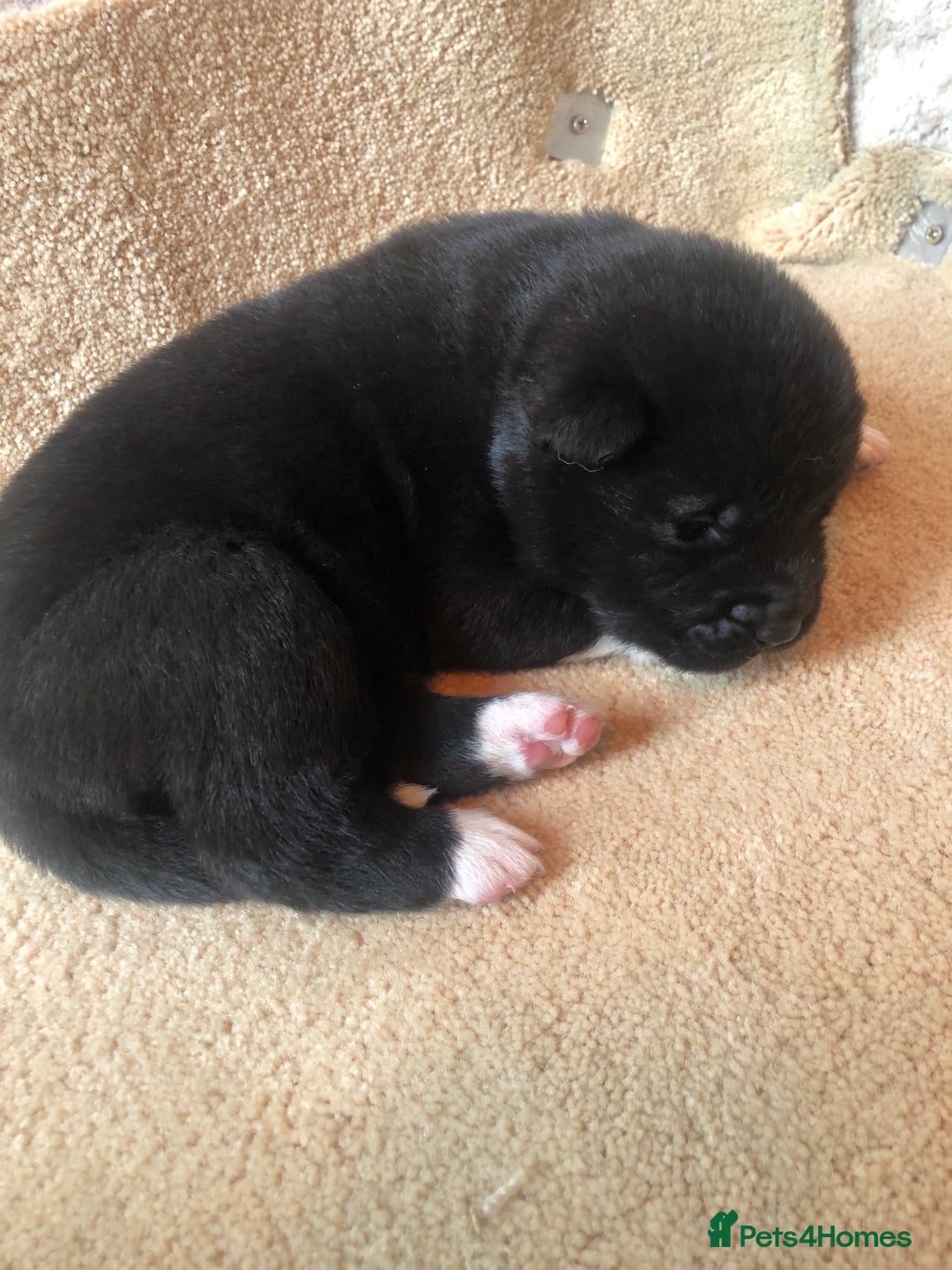 Akita dogs for sale: 7 bear faced American Akitas puppies  - Image 1