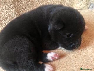 Akita dogs - Advert 2