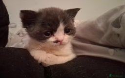Mixed Breed cats for sale: Kittens looking for loving homes - Image 3