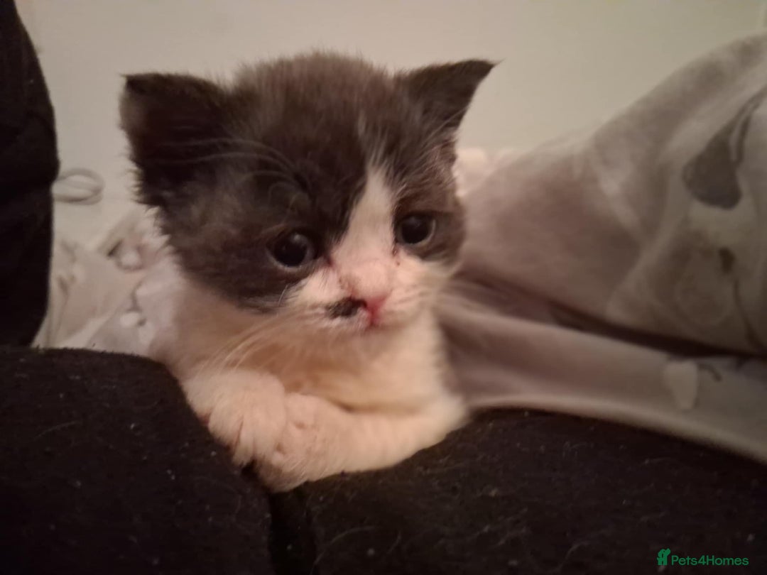 Mixed Breed cats for sale: Kittens looking for loving homes - Image 3