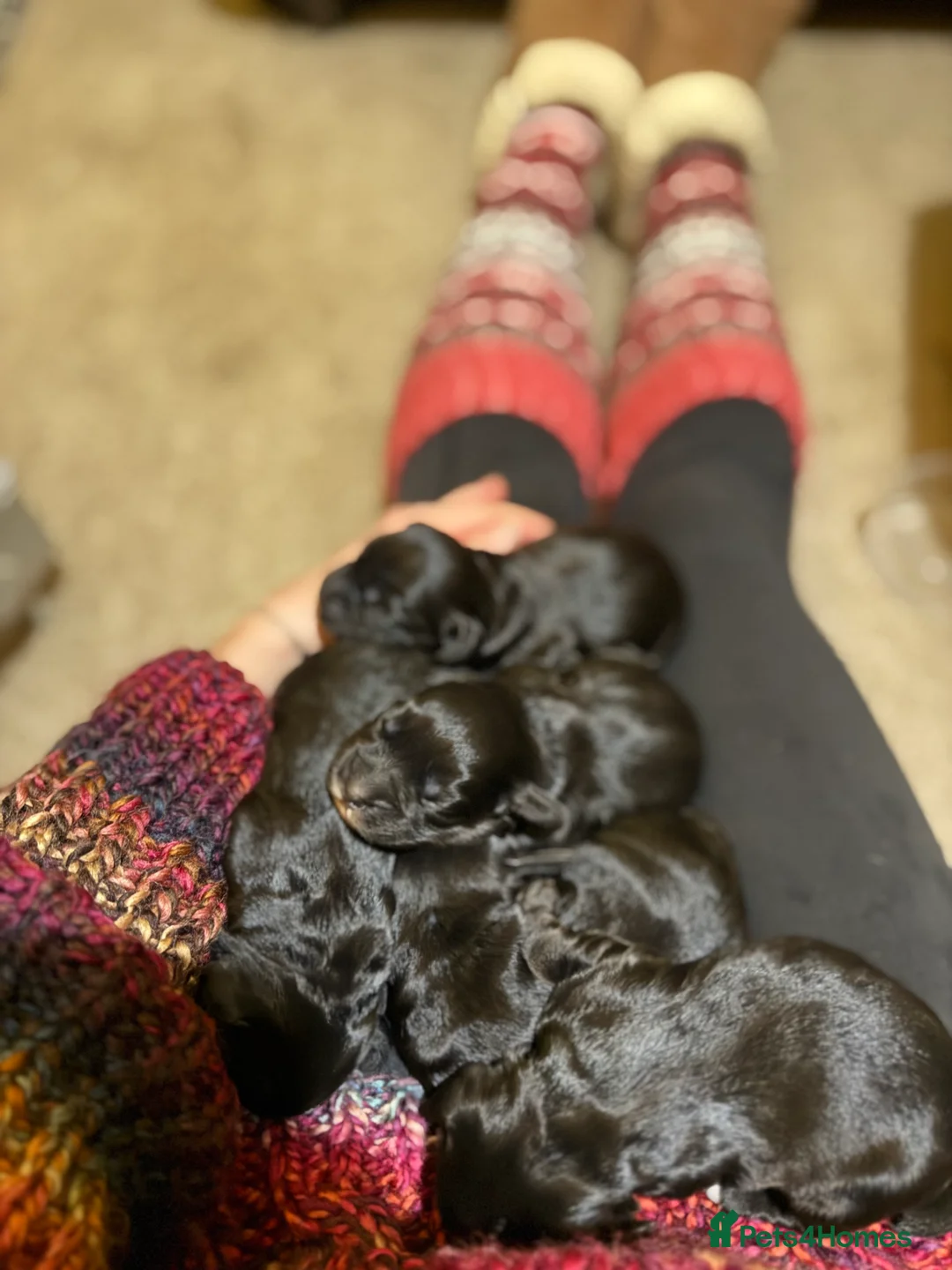 Cocker Spaniel dogs for sale:  Beautiful Working Cocker Spaniel bitch - Advert 11