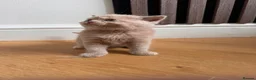 British Shorthair cats for sale: STUNNING GCCF READY TO LEAVE BSH KITTENS - Advert 38